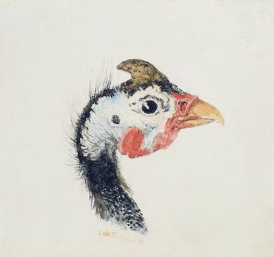 ギニア・フォウル（The Farnley Book of Birds, c.1816より 作： Joseph Mallord William Turner