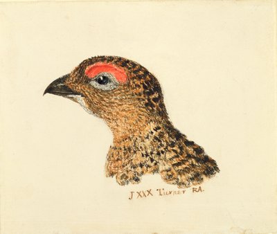 ライチョウの頭部、『The Farnley Book of Birds』より、1816年頃（紙に鉛筆と水彩画 作： Joseph Mallord William Turner