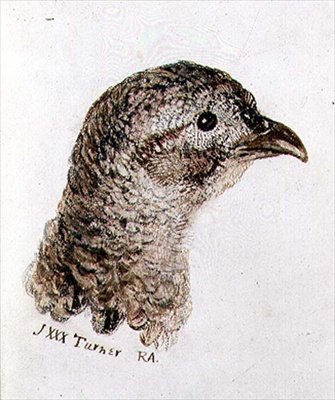 ファーニー鳥類図鑑』より「キジ」 1816年頃（紙にペン・インク、水彩画） 作： Joseph Mallord William Turner