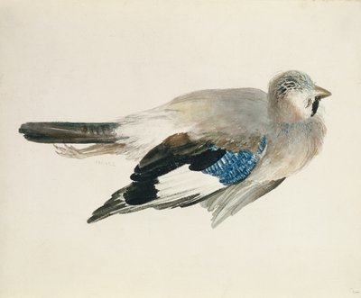 カケス（『The Farnley Book of Birds』より）1816年頃（紙に鉛筆と水彩画 作： Joseph Mallord William Turner