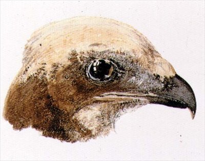 ムーア・ホーク（『The Farnley Book of Birds』より）1816年頃（紙に鉛筆と水彩画 作： Joseph Mallord William Turner