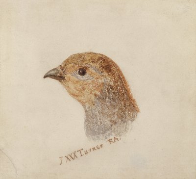 ファーナリー鳥類図鑑』より「パートリッジ」 1816年頃（紙に鉛筆・水彩画 作： Joseph Mallord William Turner