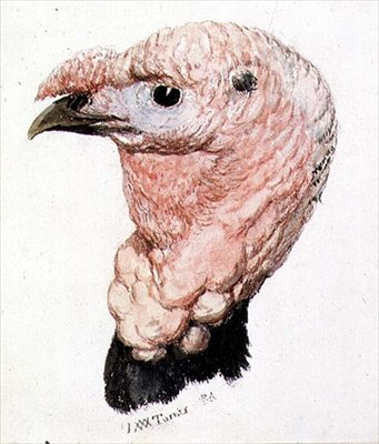 ターキー（『The Farnley Book of Birds』より）1816年頃（紙にペンとインク、水彩画 作： Joseph Mallord William Turner