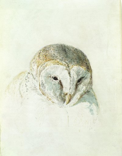 白メンフクロウ、『The Farnley Book of Birds』より、1816年頃（紙に鉛筆と水彩画 作： Joseph Mallord William Turner
