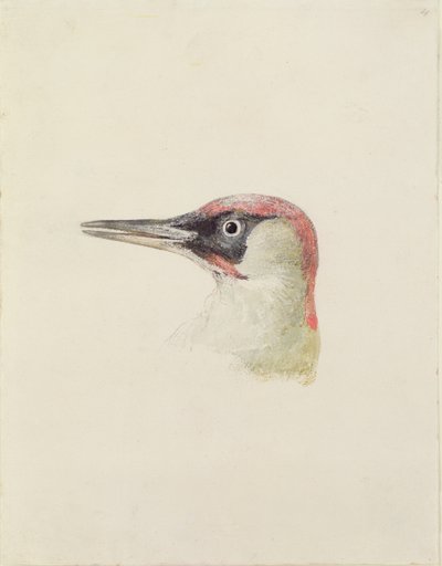 キツツキ、『The Farnley Book of Birds』より、1816年頃（紙に鉛筆と水彩画 作： Joseph Mallord William Turner