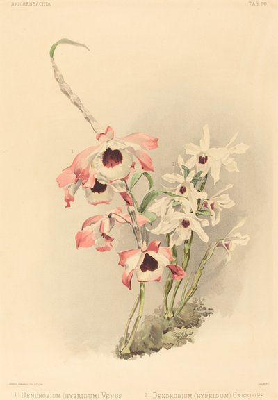 Dendrobium Hybridium Venus」と「Dendrobium Hybridium Cassiope」です。 作： Joseph Mansell