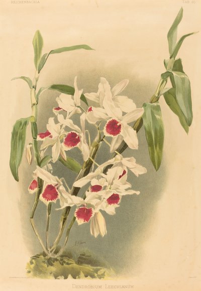Dendrobium Leechianum。 作： Joseph Mansell