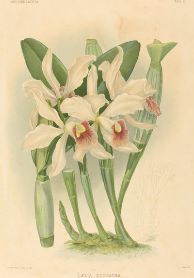 Laelia Euspatha. 作： Joseph Mansell