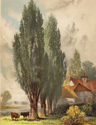 ロンバルディアのポプラ、イギリスの風景（カラーリトグラフ） 作： Joseph Needham