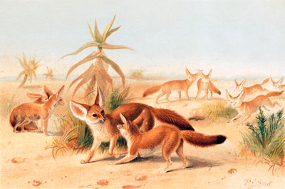 アフリカのフェネック 作： Joseph Smit
