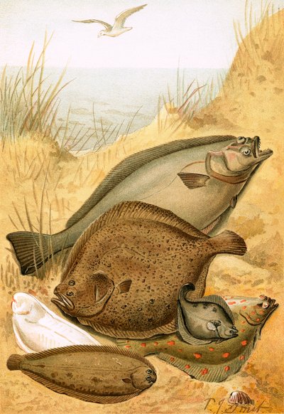 平魚 作： Joseph Smit