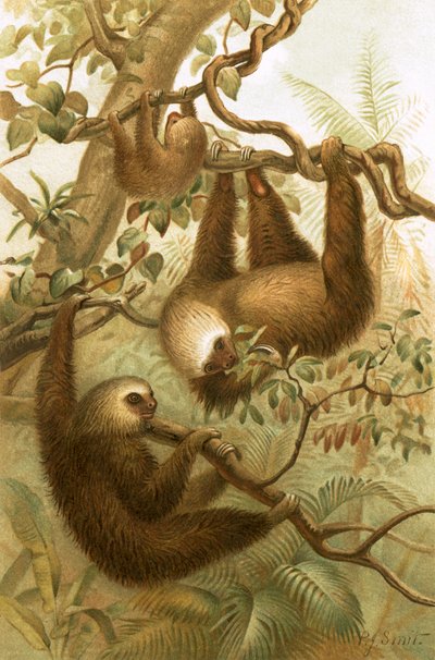 2つま先ナマケモノ 作： Joseph Smit