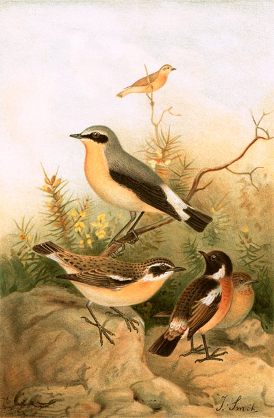 Wheatear、Stonechat、Whinchat 作： Joseph Smit
