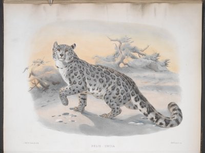 Felis uncia、ユキヒョウ、「ネコ科またはネコ科のモノグラフ」より 作： Joseph and Smit J. Wolf