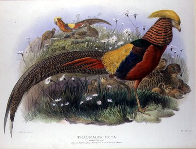 Thaumalea picta (Golden Pheasant) M. & N. Hanhartの刻印入り。 作： Joseph and Smit J. Wolf
