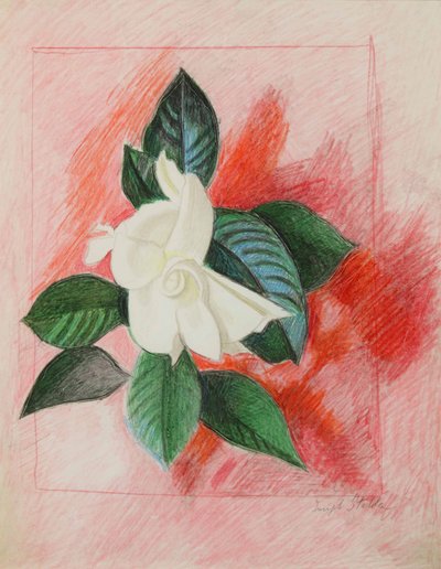 クチナシ、1940年頃（紙に色鉛筆とグラファイト） 作： Joseph Stella
