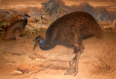 ベネットのヒクイドリ（Casuarius bennetti）、1851-76年（紙と紙と鉛筆） 作： Joseph Wolf