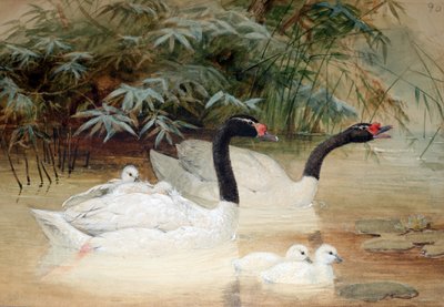 黒首の白鳥（Cygnus nigricollis）、1852-54 作： Joseph Wolf