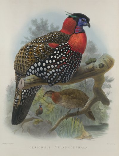 クリムゾンの腹のトラゴパン、M。＆N.ハンハートの彫刻、1870-72年：ウルフ、ジョセフ（1820-99）＆スミット、J。（fl.1870） 作： Joseph Wolf
