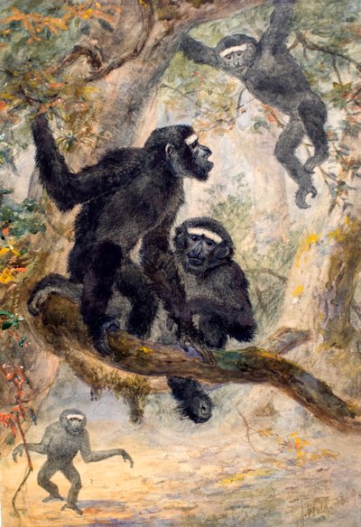 Hoolocksギボン、1869 作： Joseph Wolf