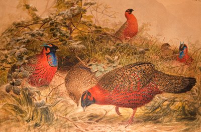 角のあるトラゴパン（Ceriornis satyra）、1851-76年頃（紙と鉛筆） 作： Joseph Wolf