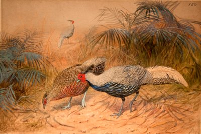 Lineated Kaleege（Euplpcamus lineatus）、1851-76年（紙と紙と鉛筆） 作： Joseph Wolf