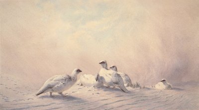 ターミガン、冬、1873年（WC） 作： Joseph Wolf
