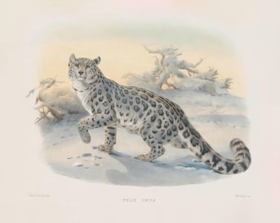 ユキヒョウ 作： Joseph Wolf