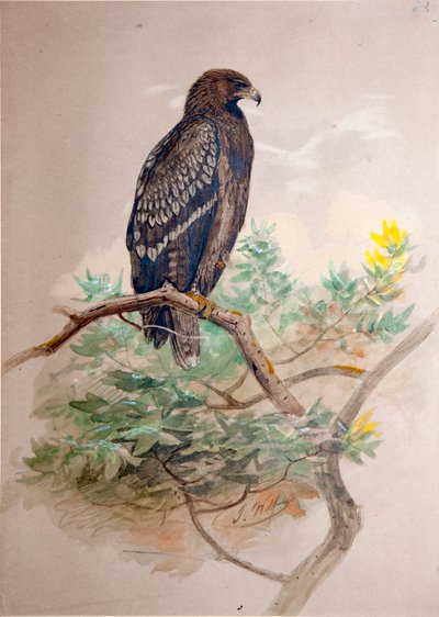 ブチワシ（Aquila clanga）、1856-67 作： Joseph Wolf