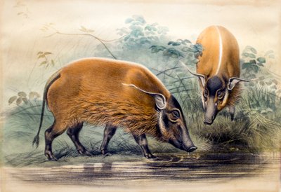 赤い川の豚、1865 作： Joseph Wolf