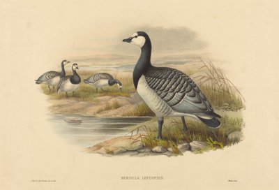 バーナクル グース (Bernicla Leucopsis) 作： Joseph Wolf and H.C. Richter