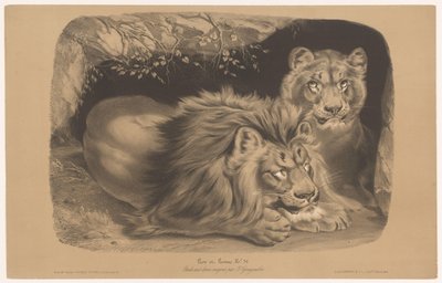 ライオンと雌ライオン Lion et Lionne (オブジェクトのタイトル) 2 種類のチョークでの動物研究 (シリーズ タイトル) Étude aux deux crayons par Z. Gengembre (オブジェクトのシリーズ タイトル) 作： Joseph Zephyris Gengembre