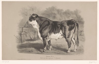 牧草地の雄牛 Taureau (オブジェクトのタイトル) 2 種類のチョークでの動物研究 (シリーズ タイトル) Étude aux deux crayons par Z. Gengembre (オブジェクトのシリーズ タイトル) 作： Joseph Zephyris Gengembre