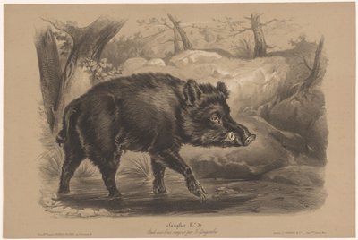 イノシシ Sanglier (オブジェクトのタイトル) 2 種類のチョークでの動物研究 (シリーズ タイトル) Étude aux deux crayons par Z. Gengembre (シリーズ名) 作： Joseph Zephyris Gengembre