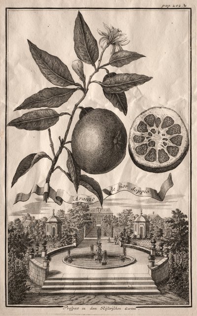Nurnbergische Hesperides：Aranzo de fior double、1714。 作： Joseph de Montalegre