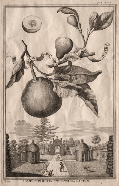 Nurnbergische Hesperides：Limon bergamot personzin gientile、1714。 作： Joseph de Montalegre