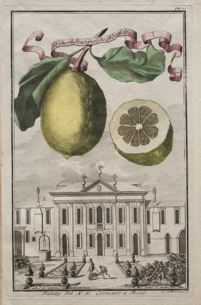 Nurnbergische Hesperides：No125-Limon Ponzino da Neapoli。フィエッソ、c170のNHコルナロの宮殿 作： Joseph de Montalegre