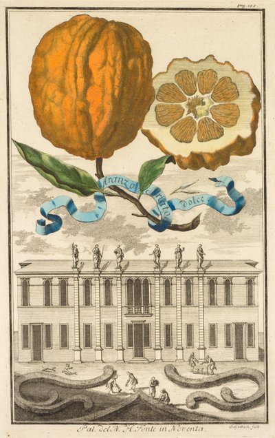 Nurnbergische Hesperides: No185 - 甘い縞模様のオレンジ。 ノヴェンタの N. H. フォンテ宮殿、1708 年頃。 作： Joseph de Montalegre