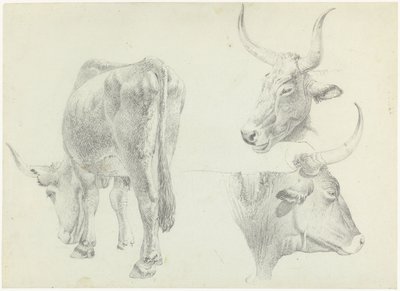 イタリアの牛に関する 3 つの研究 作： Josephus Augustus Knip