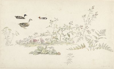 植物と水鳥の学習シート 作： Josephus Augustus Knip