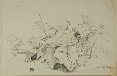 葉と花の塊 作： Joshua Cristall