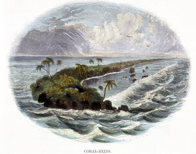 1849年の自然の現象からのサンゴ礁 作： Josiah Wood Whymper