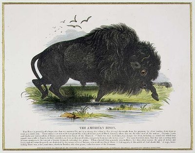 アメリカバイソン（教育用イラスト）（キリスト教知識普及協会発行 作： Josiah Wood Whymper