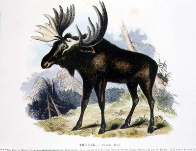 ヘラジカ（Cervus alces）の教育用イラストレーション（キリスト教知識普及協会発行 作： Josiah Wood Whymper
