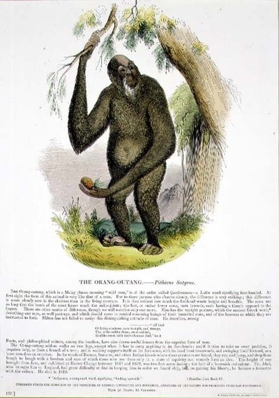 The Orang-Outang (Pithecus satyrus) educational illustration pub. by Society for Promoting Christian Knowledge 作： Josiah Wood Whymper