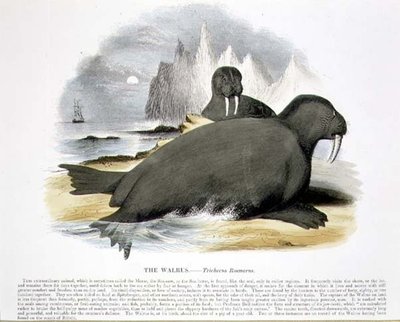 セイウチ（Trichecus rosmarus）の教育用イラストは、キリスト教知識促進協会から出版されています。 作： Josiah Wood Whymper