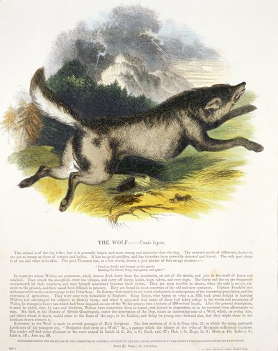 オオカミ（Canis lupus）教育イラストパブ。キリスト教の知識を促進するための協会、1843年（アクアチント） 作： Josiah Wood Whymper
