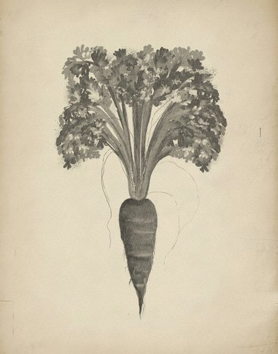 ニンジンの植物画 作： Josie George