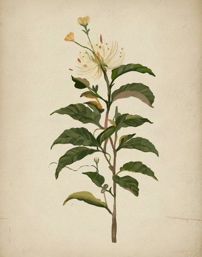 優雅な植物の花 作： Josie George