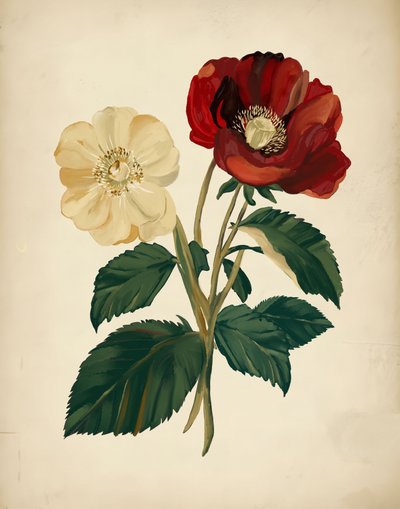 優雅な赤と黄色の花 作： Josie George